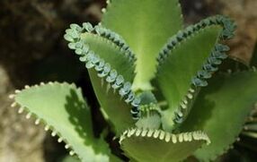 folk remedies to remove papillomas