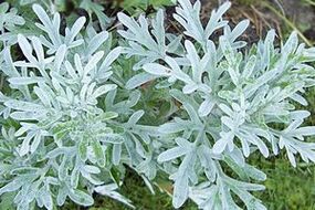 tincture of wormwood to remove papillomas